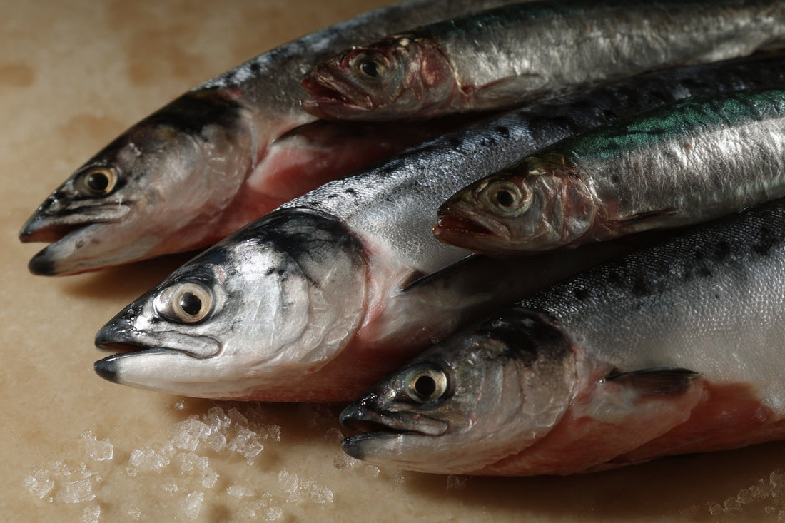 Omega 3 EPA and DHA: What They Are and Why They Matter